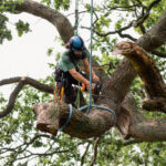 Commercial Tree Care: Protecting Your Business Landscape