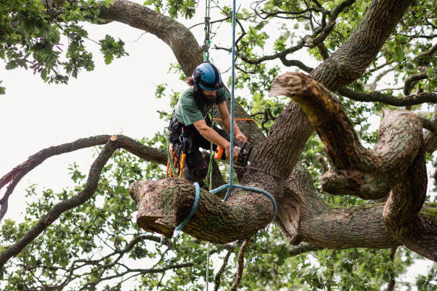Commercial Tree Care: Protecting Your Business Landscape