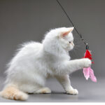 Best Toys for Kittens vs. Adult Cats: What’s the Difference?