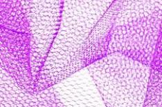 Bird Control Solutions by Nylon Net Manufacturers for Urban Spaces