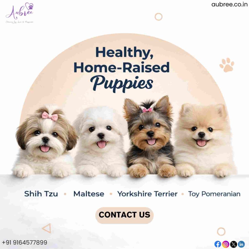 Finding Your Perfect Companion: A Guide to Premium Puppies for Sale in Bangalore