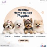 Finding Your Perfect Companion: A Guide to Premium Puppies for Sale in Bangalore
