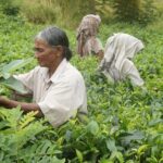 Kerala Coffee & Tea Trails: Plantation Tours You Shouldn’t Miss