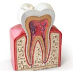 How Root Canal Treatment Saves Natural Teeth