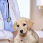 Puppy to Senior Care at a Dog Veterinary Hospital