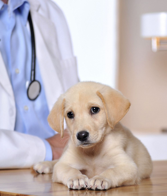 Puppy to Senior Care at a Dog Veterinary Hospital