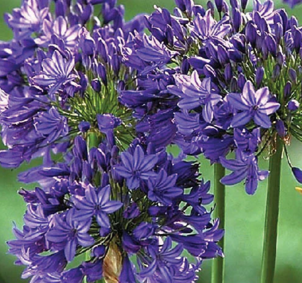 Enhancing Australian Gardens with the Timeless Beauty of Agapanthus