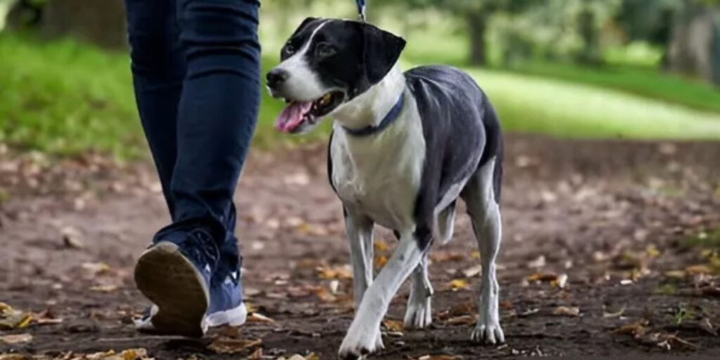 Mistakes to Avoid When Choosing Full Day Doggy Day Care in Hoboken