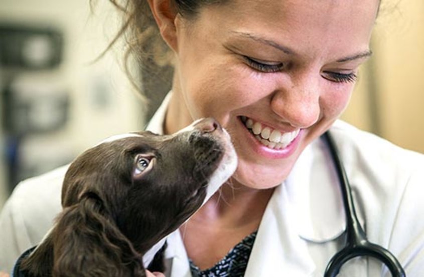 Pain Medicine for Dogs: Safe Solutions to Ease Your Pet’s Discomfort