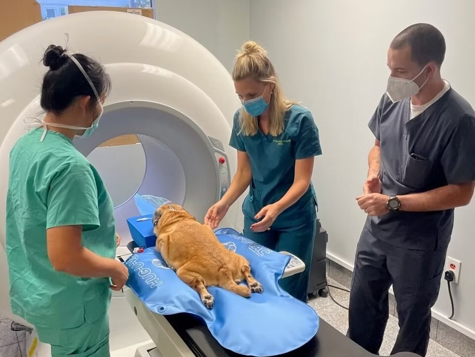 How a 24/7 Pet Clinic in Dubai Can Save Your Pet’s Life