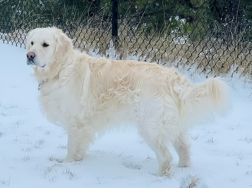 How Do You Identify A Responsible Retriever Breeder?