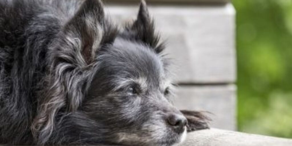 Tips for Accessing Top Rated Veterinary Care in NYC on a Budget