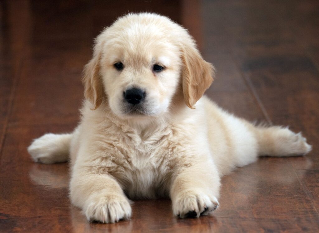 Common Mistakes Buying A Golden Retriever Puppy In Dubai