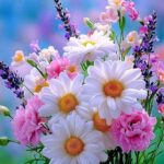 Mexico vs. United Suggests within World wide Baseball Standard