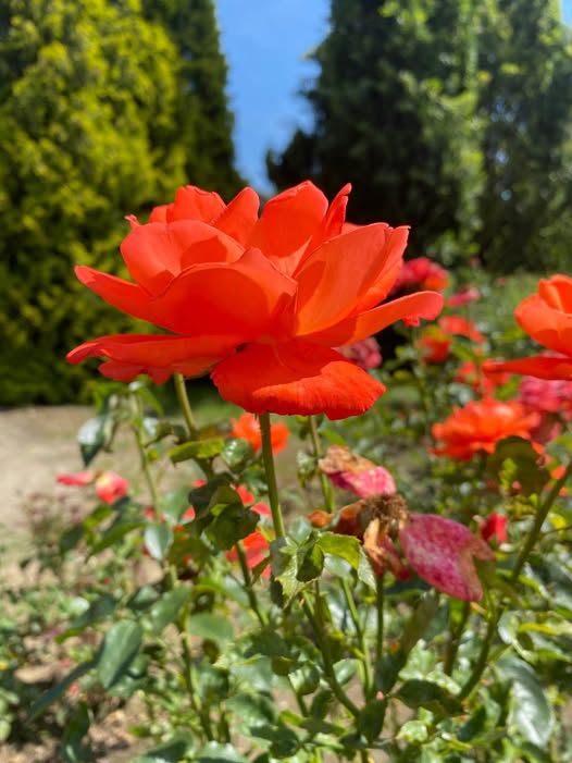 Mariners – Guardians Recreation Preview