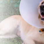 Deworming Medication for Dogs: Signs Your Pet Needs Treatment