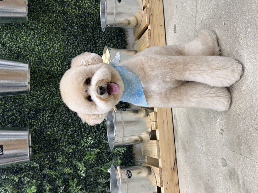 Why Luxury Pet Spa Grooming Is Becoming Popular for Dogs in Edgewater Miami