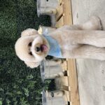 Why Luxury Pet Spa Grooming Is Becoming Popular for Dogs in Edgewater Miami