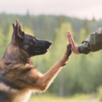 How Dog Trainers in San Antonio, TX Help Build Better Behaved Dogs