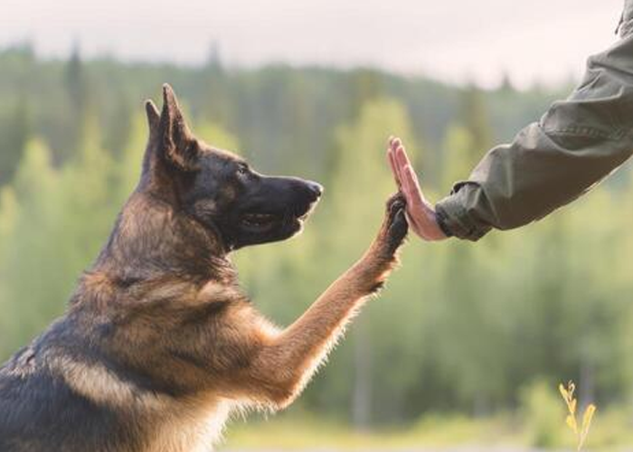 How Dog Trainers in San Antonio, TX Help Build Better Behaved Dogs