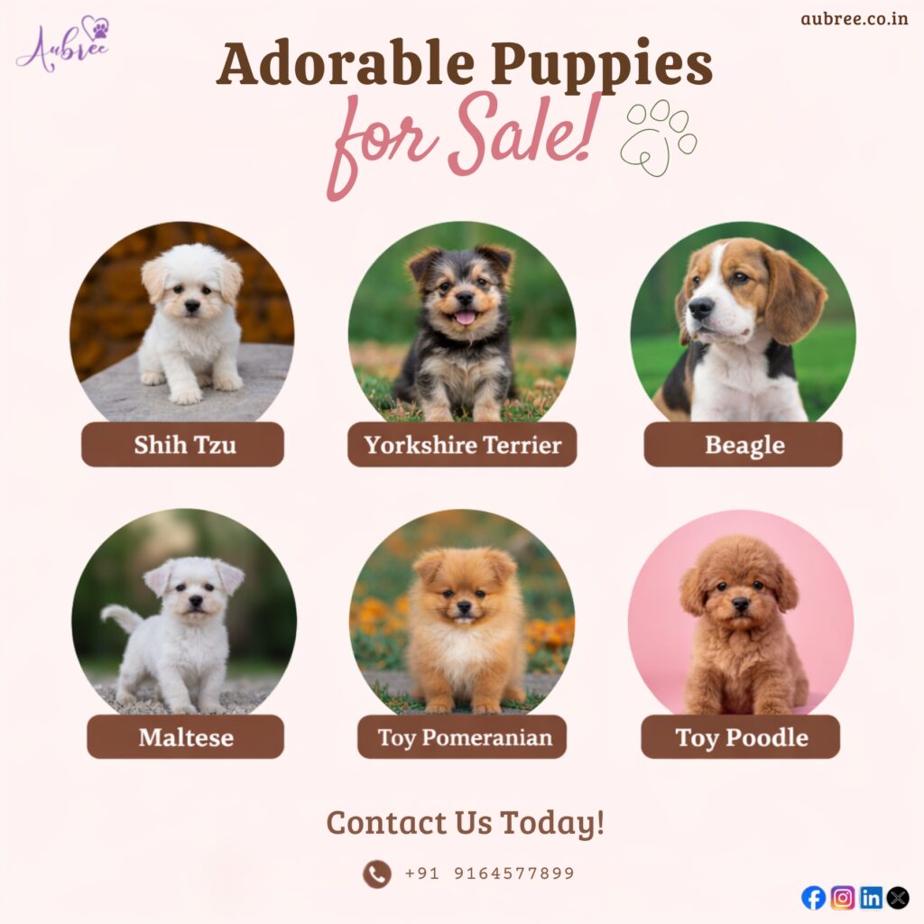 Ultimate Guide to Finding the Best Puppies for Sale in Bangalore: 2026 Prices & Expert Tips