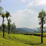 Munnar vs Wayanad: Which Is Better for a Kerala Honeymoon?