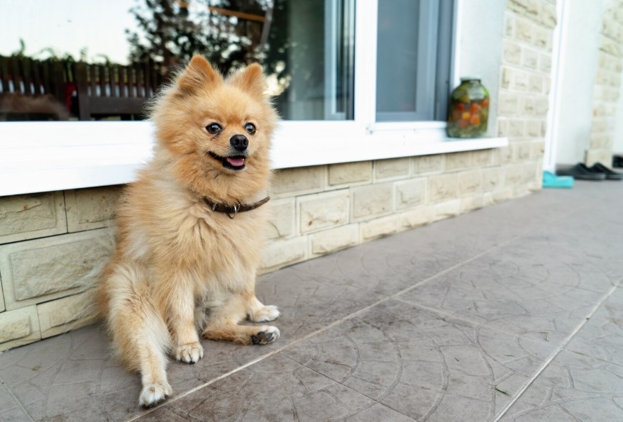 Are Pomeranian Puppies In Georgia Easy To Raise?