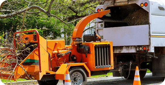 Why Regular Tree Pruning Is Essential for Healthy Trees in Marietta