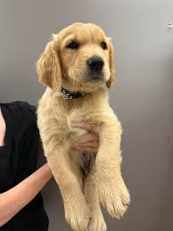 Top Veterinary Clinic: Expert Care for Healthy Pets