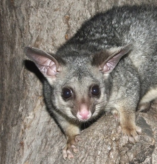 A Practical Approach to Keeping Your Property Pest-Free in Melbourne