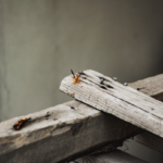 How Do Experts Detect Carpenter Ants Before They Cause Serious Damage?