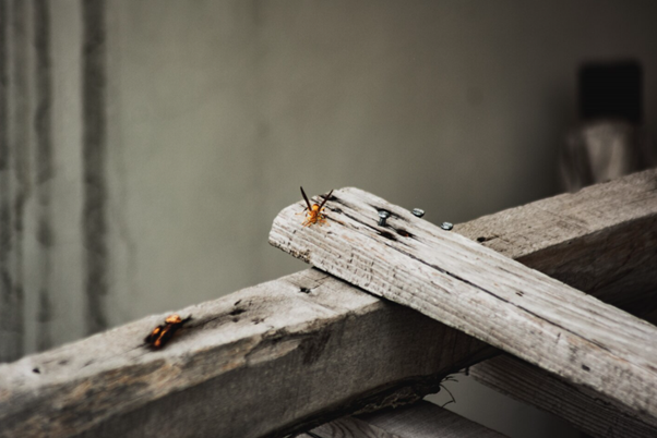 How Do Experts Detect Carpenter Ants Before They Cause Serious Damage?