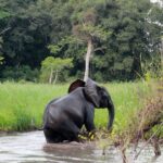 Simple Online Process for Gabon eVisa from Brazil