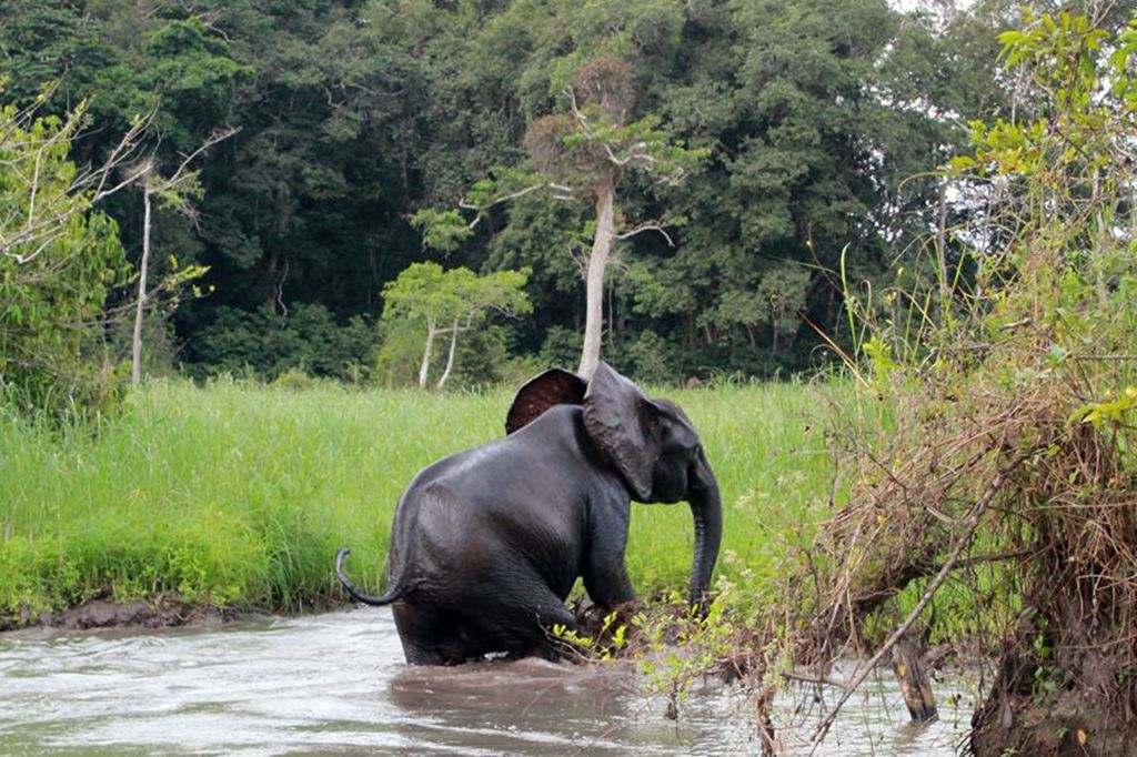 Simple Online Process for Gabon eVisa from Brazil