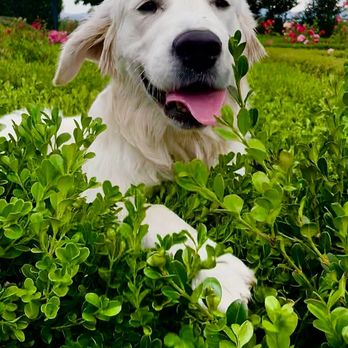 Dog Veterinarian Hospital Care for Safer and Happy Dogs