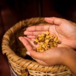 Honey Processed Colombian Coffee: What It Is and Why It Matters