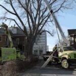 Expert Tree Service Muskoka You Can Trust