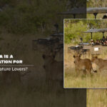 Why Uganda Is a Top Destination for Wildlife and Nature Lovers?