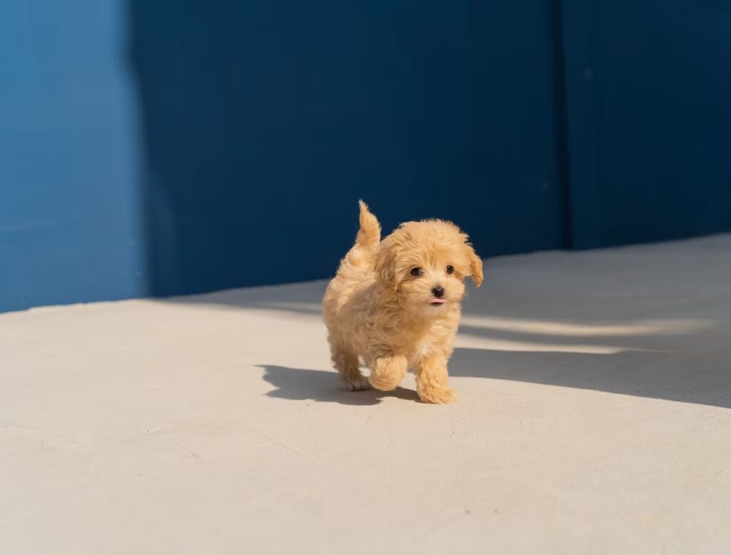 What Are the Best Online Pet Shops in Dubai?