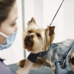 Are You Missing Out on the Benefits of On-Demand Dog Grooming?