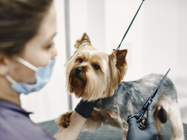 Are You Missing Out on the Benefits of On-Demand Dog Grooming?