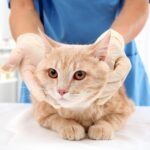 Pet Emergency Calgary: How to Stay Calm in Emergencies
