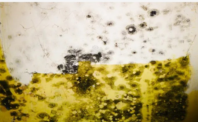 Black Mold Removal in Binghamton NY: Protecting Your Property and Health