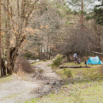 Experience Coastal Comfort at a Luxury RV Park Steinhatchee FL