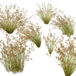 Realistic 3Ds Max Plants 3D Models for Landscape Design
