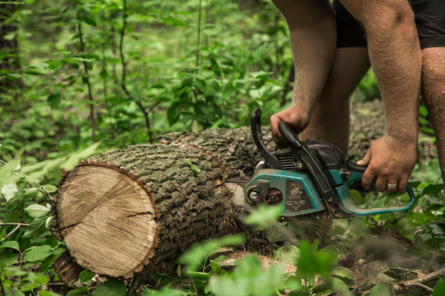 Tree Removal in West Mobile, AL: Essential Services for a Healthier Landscape