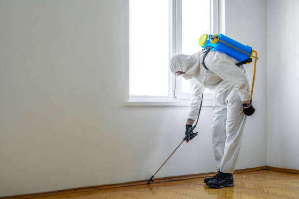 Heat vs Chemical Bed Bug Treatment in Lexington: Which Is Better?