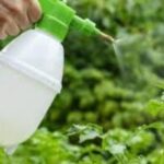 Why Smart Gardeners Are Rethinking Insecticide for Strawberry Plants
