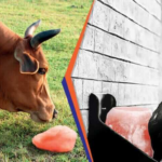 Animal Lick Salt: A Natural Mineral Source for Livestock Health