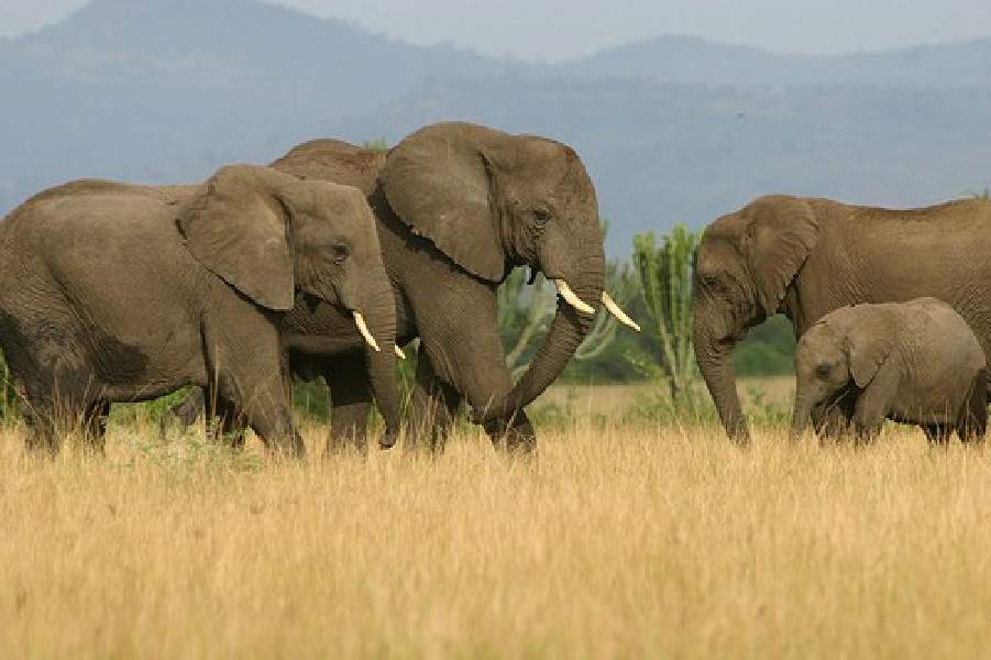Why Budget Safaris in Kenya Suit First-Time Travelers?